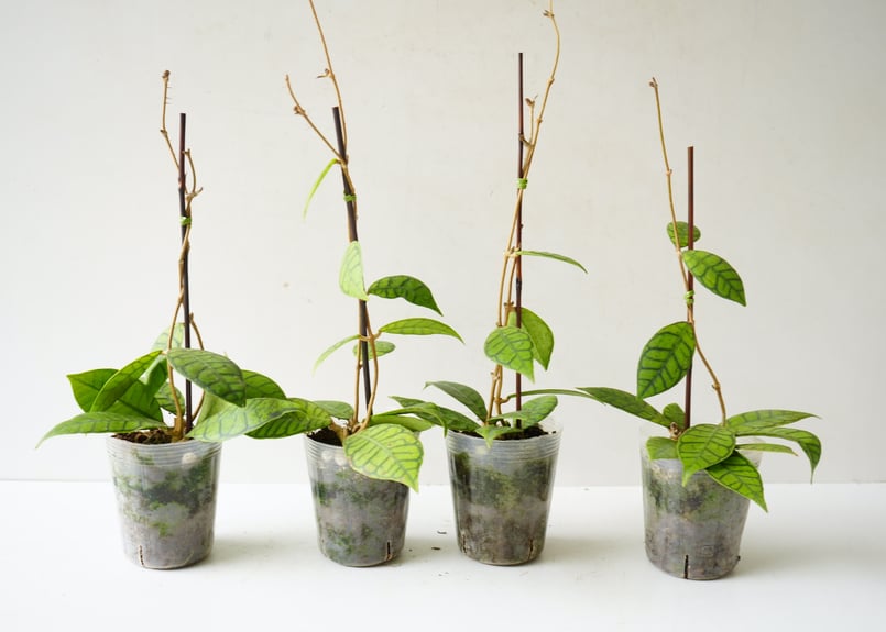 ホヤ カリストロフィラ 4号 葉脈系 ハンギング 着生植物