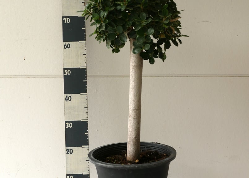 パンダガジュマル 大株 小さな森 面白い形 スタイリッシュ インテリア