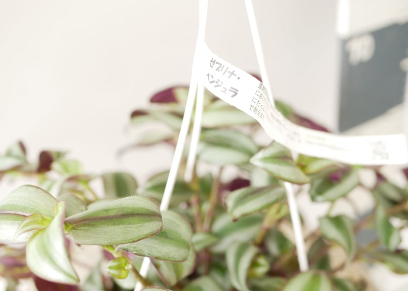 ゼブリナ ぺンジュラ ハンギング トラディスカンティア シマ