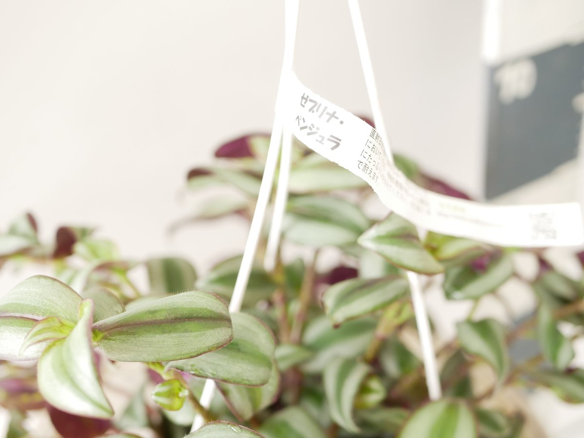 セブリナ✿シマムラサキツユクサ シマムラサキツユクサ？ゼブリナ？の様子がおかしいので、何が