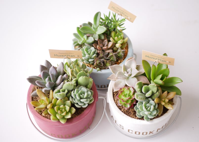 多肉植物 寄せ植え すぐ飾れる 可愛い | インテリアグリーンとギフト