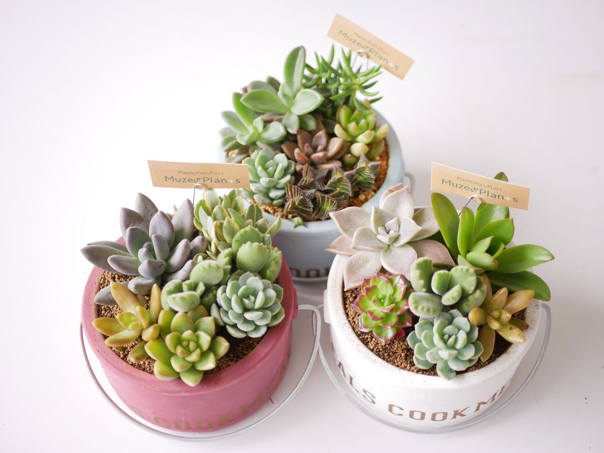 ★多肉植物　寄せ植え〜スター寄せ〜そのまま飾れます(≧∀≦)★ 多肉植物寄せ植え そのまま飾れる ブーケ寄せ オーダー制