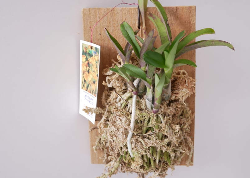 板付け 蘭 | インテリアグリーンとギフトプランツコーディネートのasiac