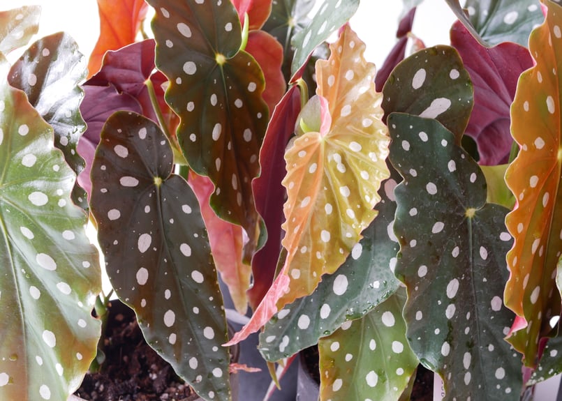 ベゴニア マクラータ 4.5号 ドット柄が可愛い 観葉植物 育てやすく