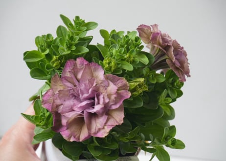 ペチュニア ベルチャーム レイラ 3号｜豪華フリル咲き｜春夏の寄せ植え・花壇におすすめ　八重咲き