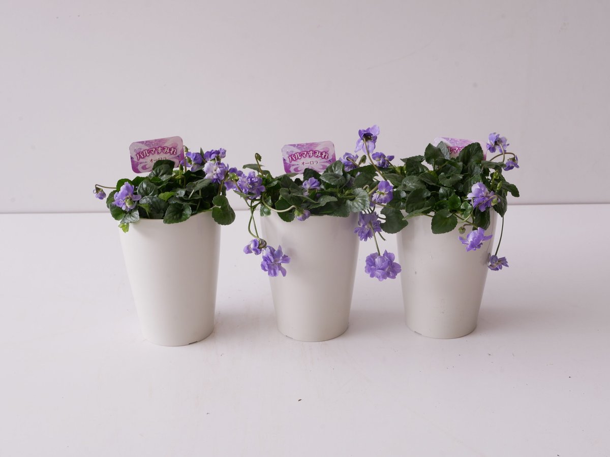 無農薬　パルマスミレ　香り良いスミレ♡かわいいお庭に〜 fit=scale-down,w=1200