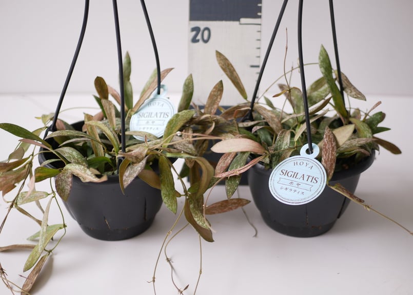 ホヤ シギラティス 5号 吊り鉢 斑入り 細葉 希少 ハンギング まだら