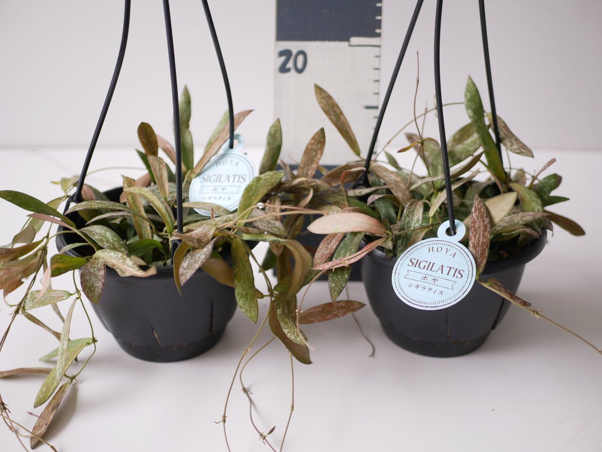 ホヤ シギラティス 5号 吊り鉢 斑入り 細葉 希少 ハンギング まだら