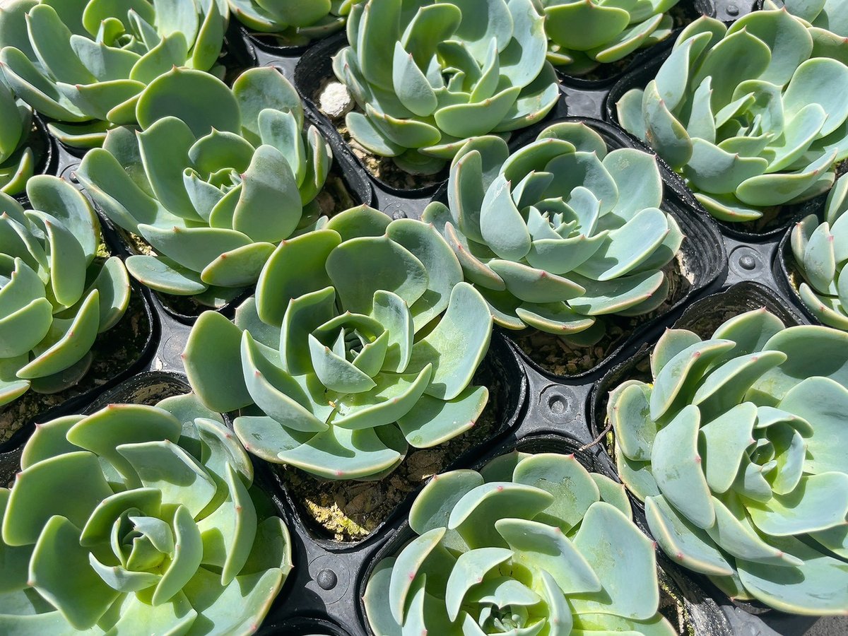 七福神　多肉植物 七福神 3号｜初心者OK・育てやすい多肉植物｜インテリア・ギフトにも