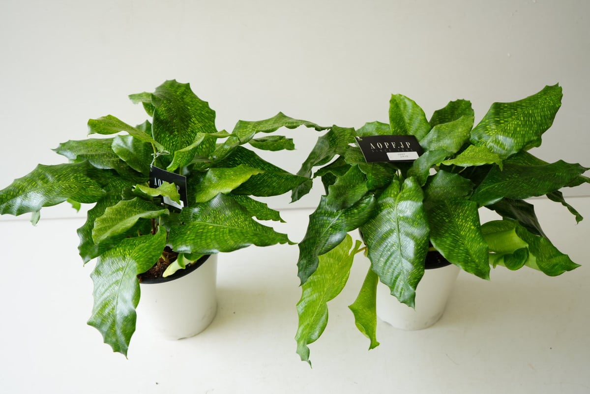 カラテア ムサイカ 5号 モザイク様の葉 珍しい 観葉植物 | インテリア