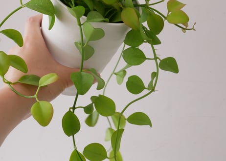 ディスキディア 4号 着生植物 つる性