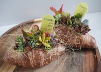 クロワッサン寄せ植え 多肉植物　【多肉植物 寄せ植え スイーツ鉢】クロワッサン風アレンジ｜ナチュラル可愛いインテリアグリーン｜ギフト・母の日 2026 おすすめ