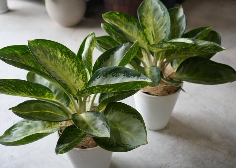 アグラオネマ ‘10カラット’ 大株 6号鉢／高さ60cm超・斑入り美株 アグラオネマ 10カラット | GREEN LUCK