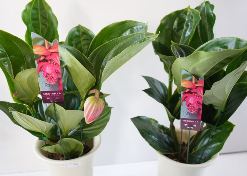 メディニラ マグニフィカ フラメンコ medinilla magnifica flamenco