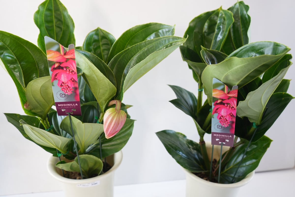 メディニラ マグニフィカ フラメンコ medinilla magnifica flamenco