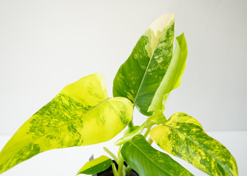 フィロデンドロン ドメスティカム 4号 観葉植物 斑入り レア