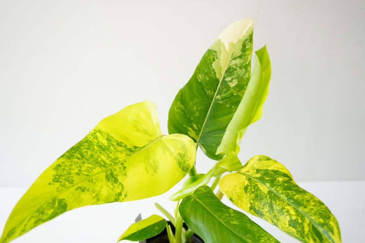 フィロデンドロン・ドミスティカム斑入り フィロデンドロン：ドメスティカム（斑入り） 4号24-01 の通販