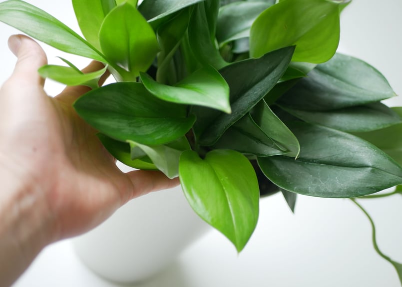 スキンダプサス　トレビー　ダークイエロー スキンダプサス | STORES