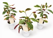 セイシボク（青紫木）2.5号｜美しい斑入り葉が魅力のカラーリーフプランツ｜観葉植物｜ｾｲｼﾎﾞｸ 他観葉 2.5号