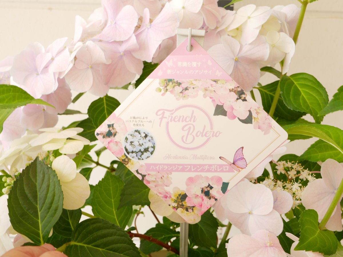 紫陽花 ハイドランジア フレンチボレロ 上品なパステルカラー