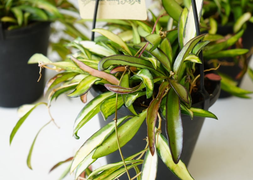 ホヤ ケンティアナ バリエガータ 5号 吊り鉢 細葉でスタイリッシュ