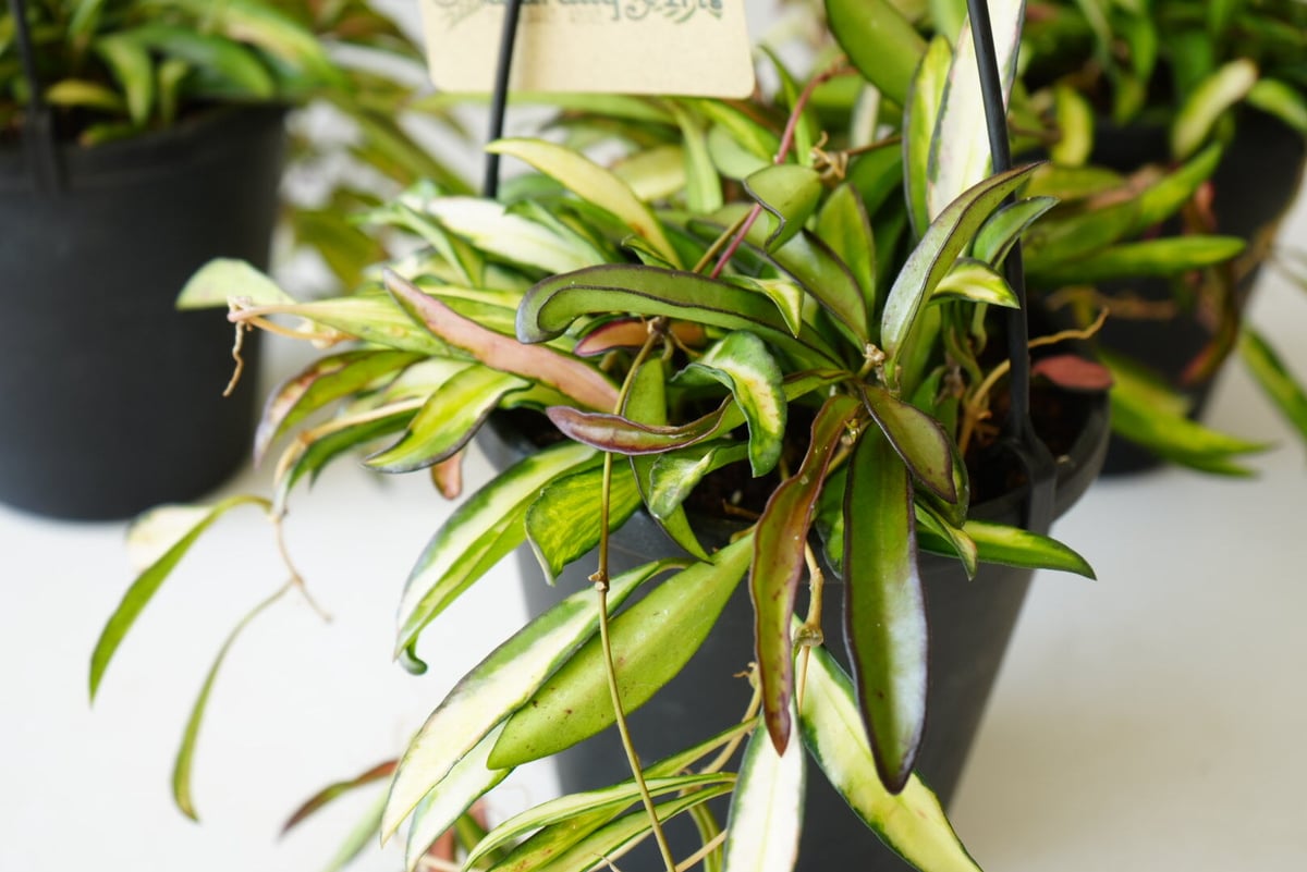 ホヤ ケンティアナ バリエガータ 5号 吊り鉢 細葉で