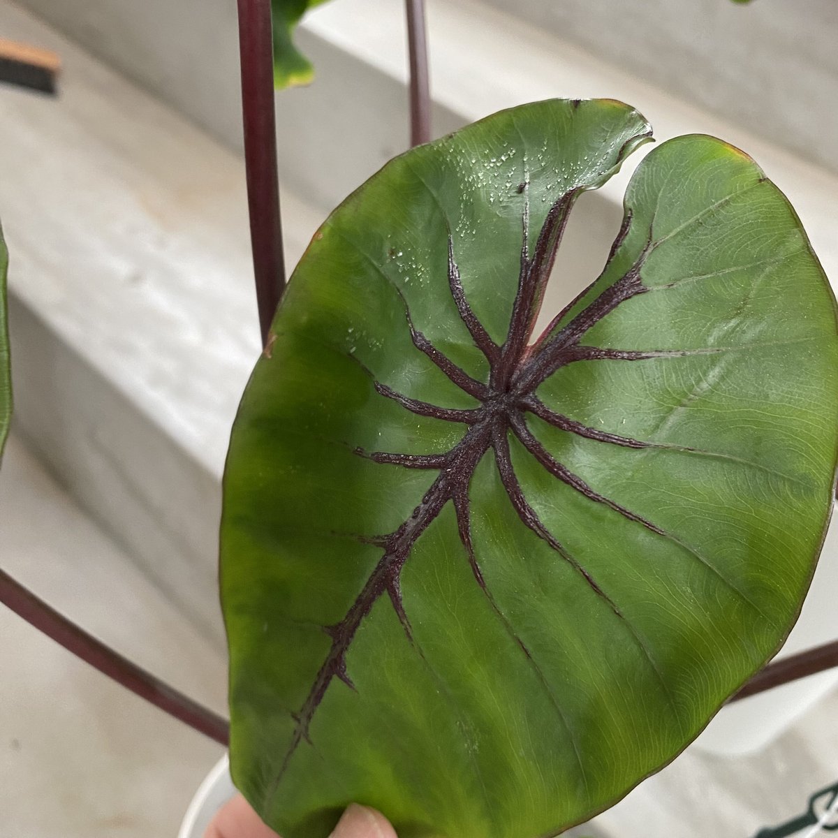 品揃え豊富で コロカシア ファラオ大株 植物/観葉植物 - trymata.com