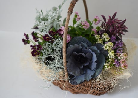 12月❶冬のasiacお花セット 花苗 ビオラ 葉牡 大人シックな寄せ植え 寄せ植えセレクト