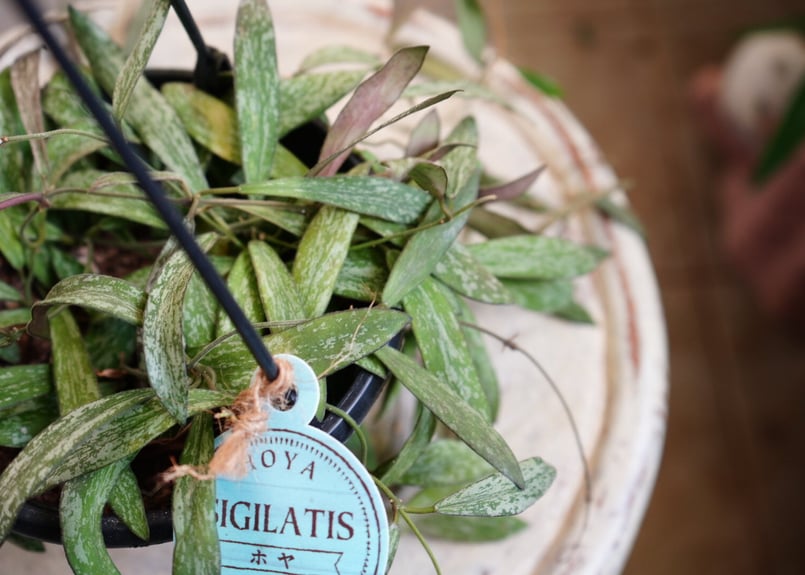 ホヤ シギラティス 5号 吊り鉢 斑入り 細葉 希少 ハンギング まだら