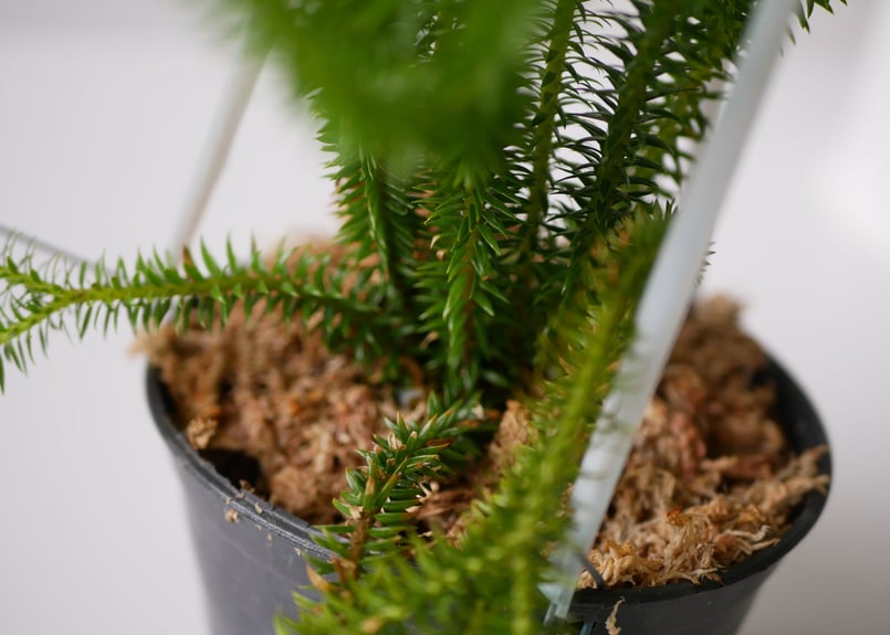フペルジア HUPERZIA SING SROY シダ植物 | インテリアグリーン