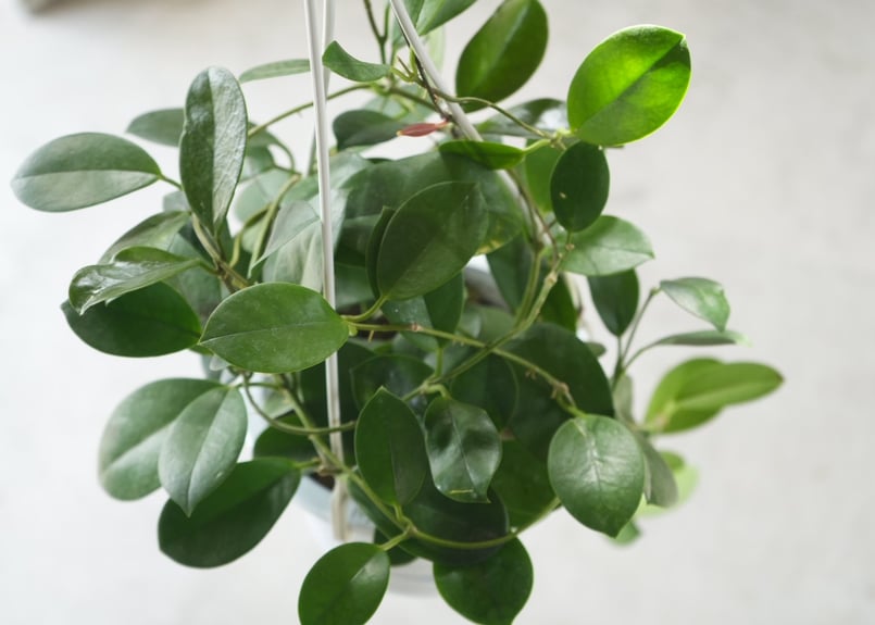 ホヤ オーストラリス 5号 吊り鉢 ハンギング 育てやすい 観葉植物