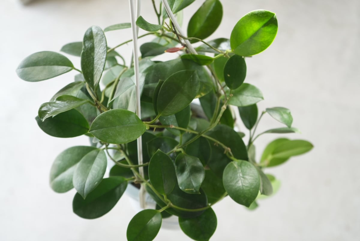 ホヤ オーストラリス 5号 吊り鉢 ハンギング 育てやすい 観葉植物