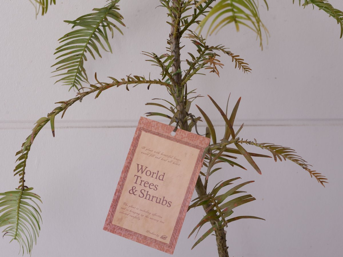 ウォレマイパイン ジュラシックツリー 生きた化石 最古の植物 ウォレマイパイン ジュラシックツリー 生きた化石 最古の植物