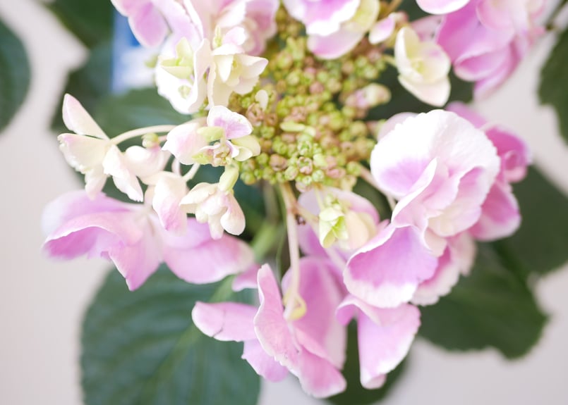 アートフラワー ハイドランジア ピンク アートフラワー ハイドランジア ピンク | Francfranc（フランフラン