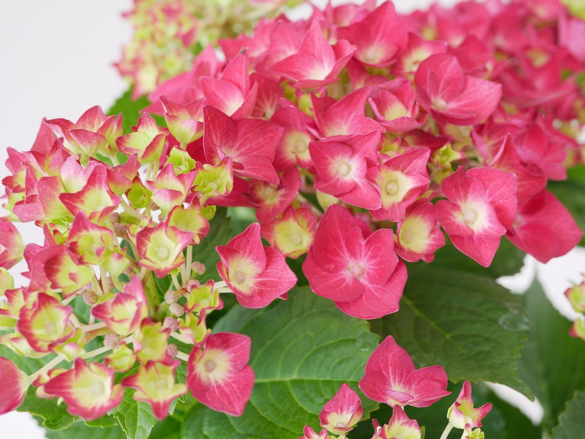 紫陽花 ハイドランジア ディープレッド 鮮やかな色味 長く楽しめる