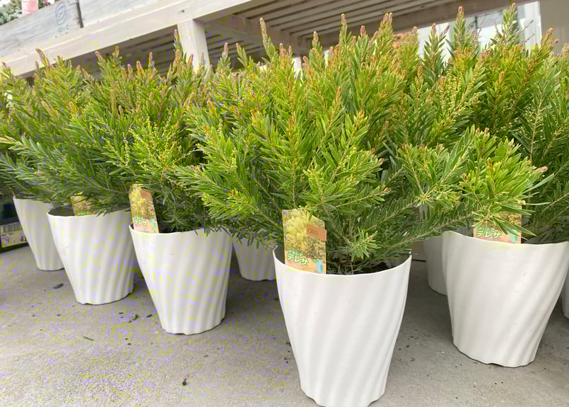 再入荷〗アカシア テレサ 5号 ボリューム鉢 春待ちの花 半耐寒性常緑樹