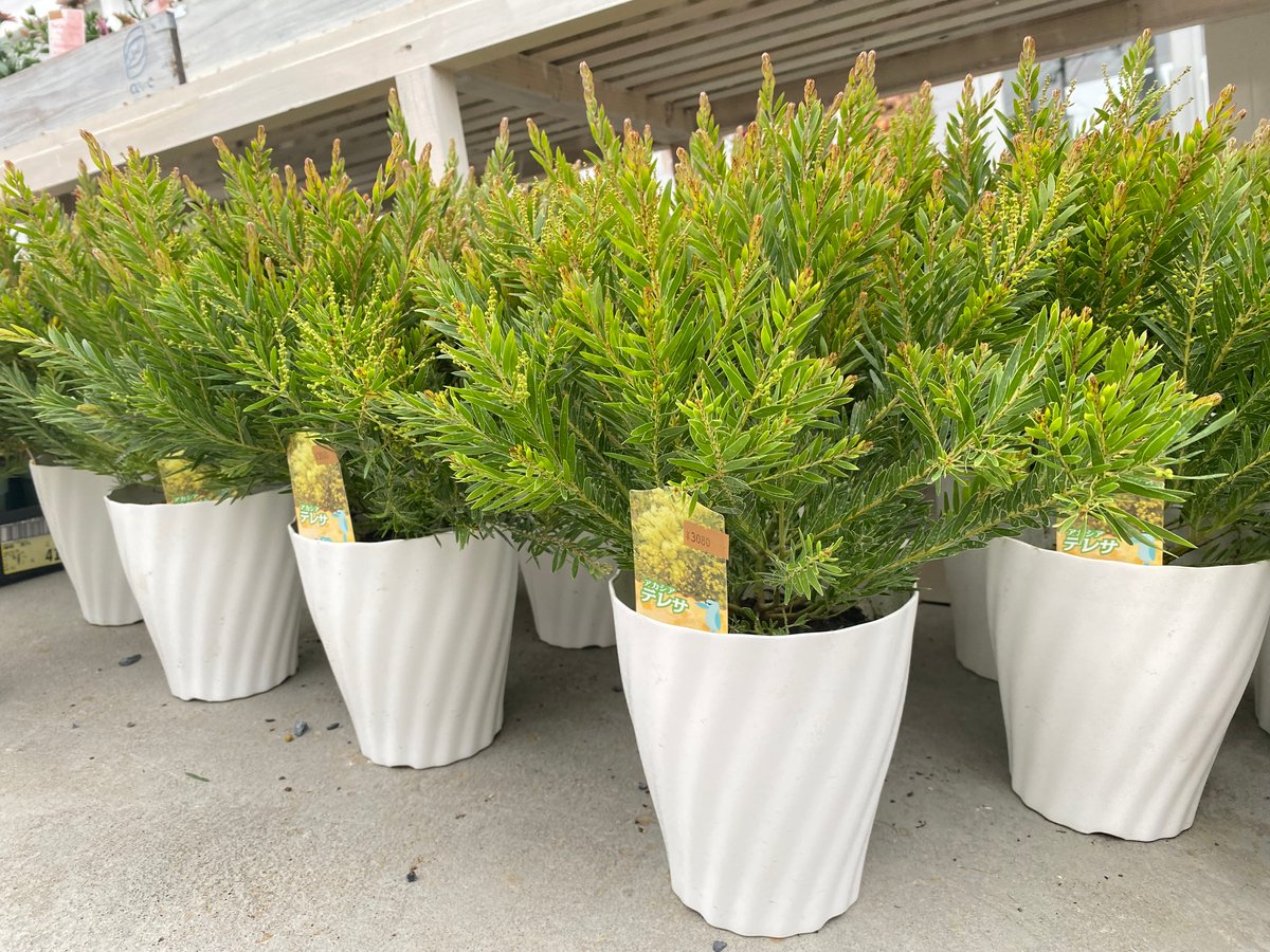 再入荷〗アカシア テレサ 5号 ボリューム鉢 春待ちの花 半耐寒性常緑樹