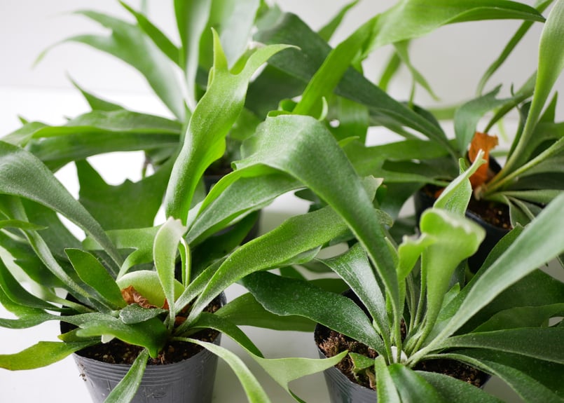 コウモリラン ビカクシダ 着生植物 観葉植物 | インテリアグリーンと