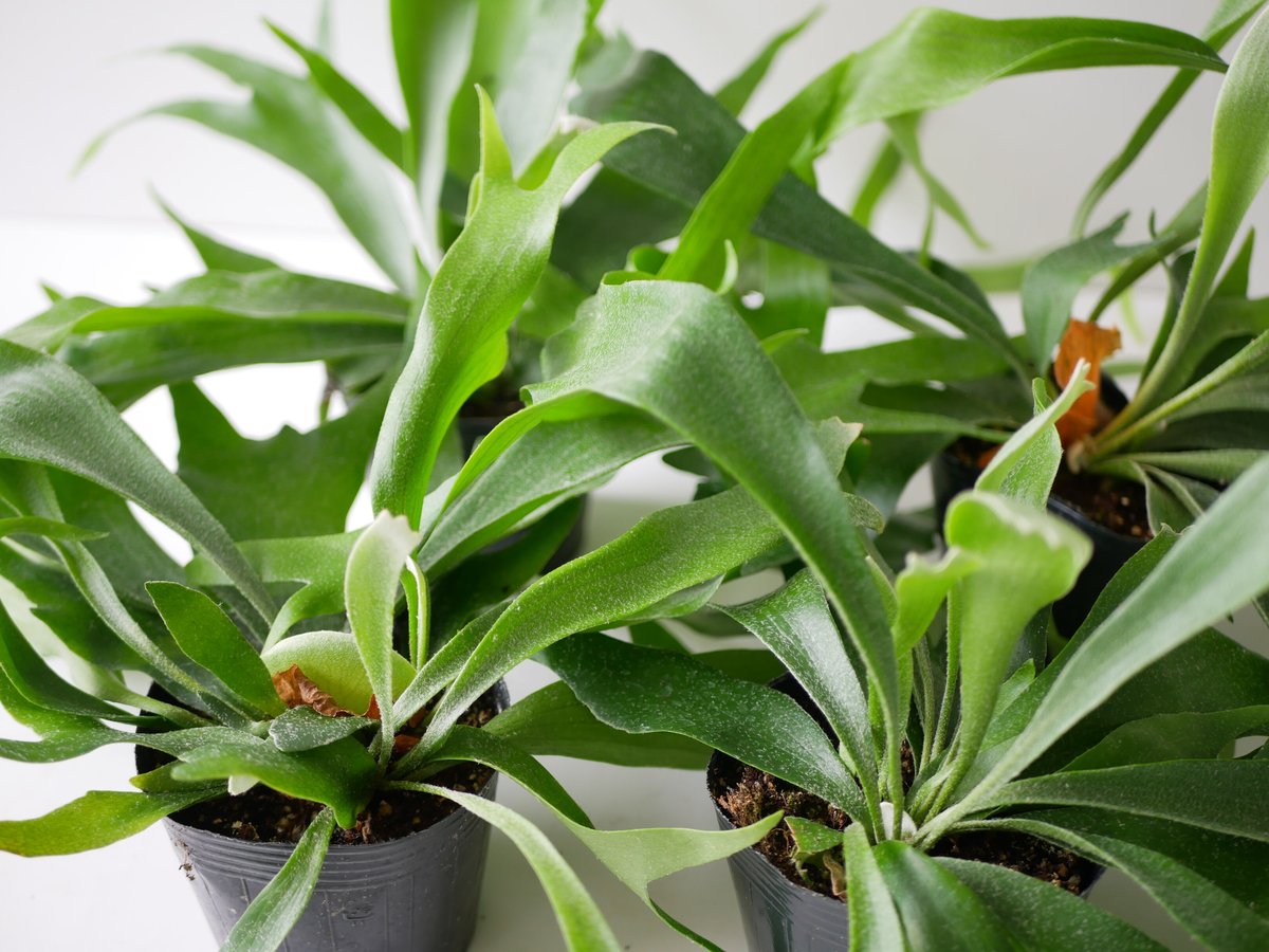 コウモリラン ビカクシダ 着生植物 観葉植物 | インテリアグリーンと