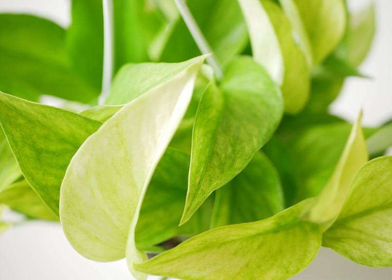 ポトス テルノハナハナ テルノシリーズNo4 観葉植物 爽やか