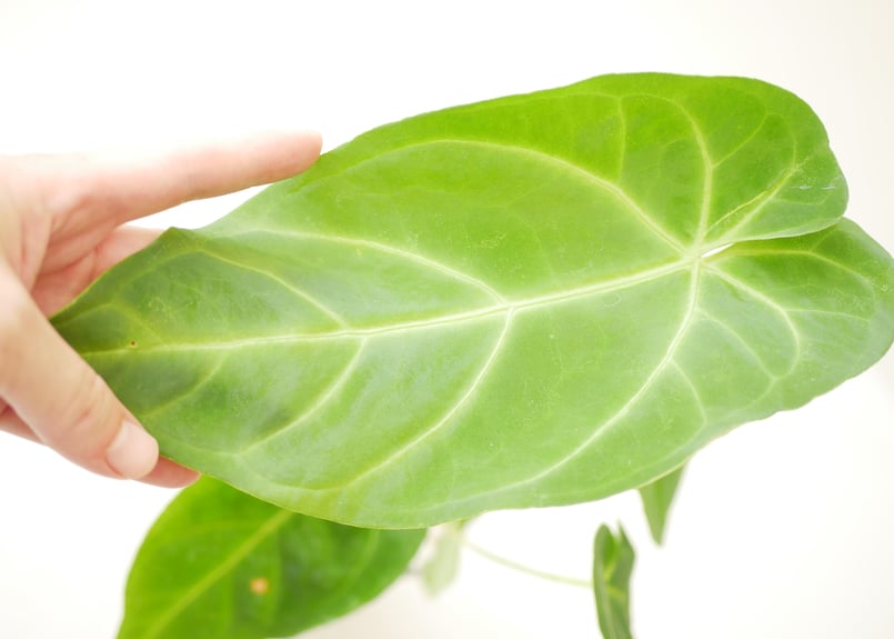 アンスリウム マグニフィカム 3.5号 ビロード 美しい葉脈 レア種