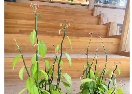 ペディランサス　多肉植物 5号