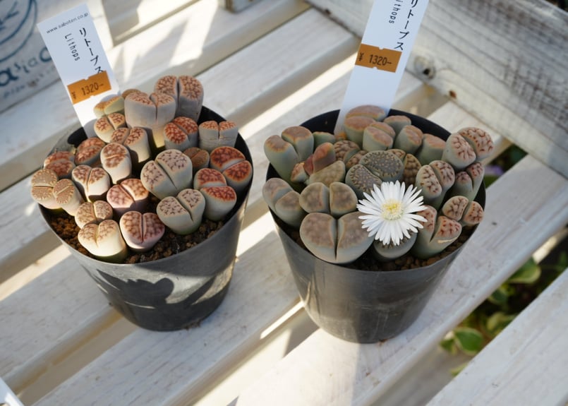 多肉植物 リトープス ユニークな形 可愛いお花が咲く 冬型植物