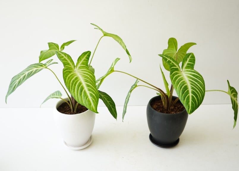 キサントソーマ 5号 ホワイトの葉脈 陶器鉢植え込み 爽やかグリーン