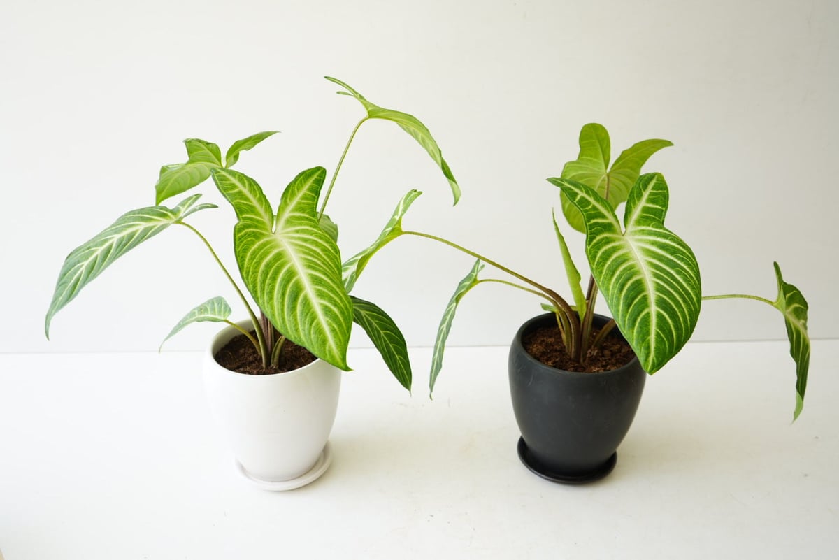 レア 斑入り アロカシア キサントソーマ 【公式通販】