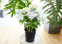 紫陽花 フレンチボレロ 5号 丸葉の花びら 母の日 贈り物