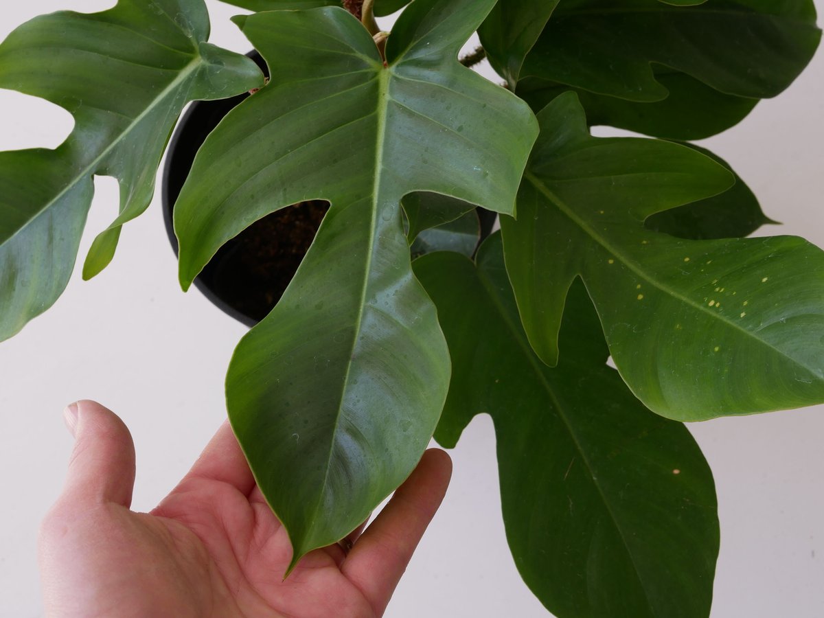 フィロデンドロン スクアミフェルム　5号　観葉植物 フィロデンドロン スクアミフェルム 5号つり鉢 ワタゲカズラ ユニーク