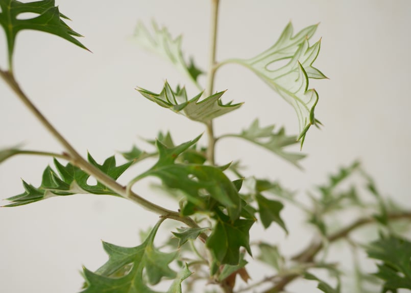 キアテア クーペリー レーシーツリーファーン 希少 送料無料 キアテア