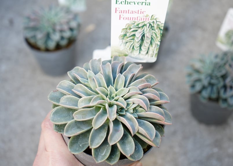 エケベリア ファンタスティック ファウンテン 4号 多肉植物