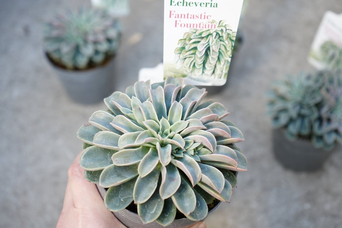 エケベリア ファンタスティック ファウンテン 4号 多肉植物